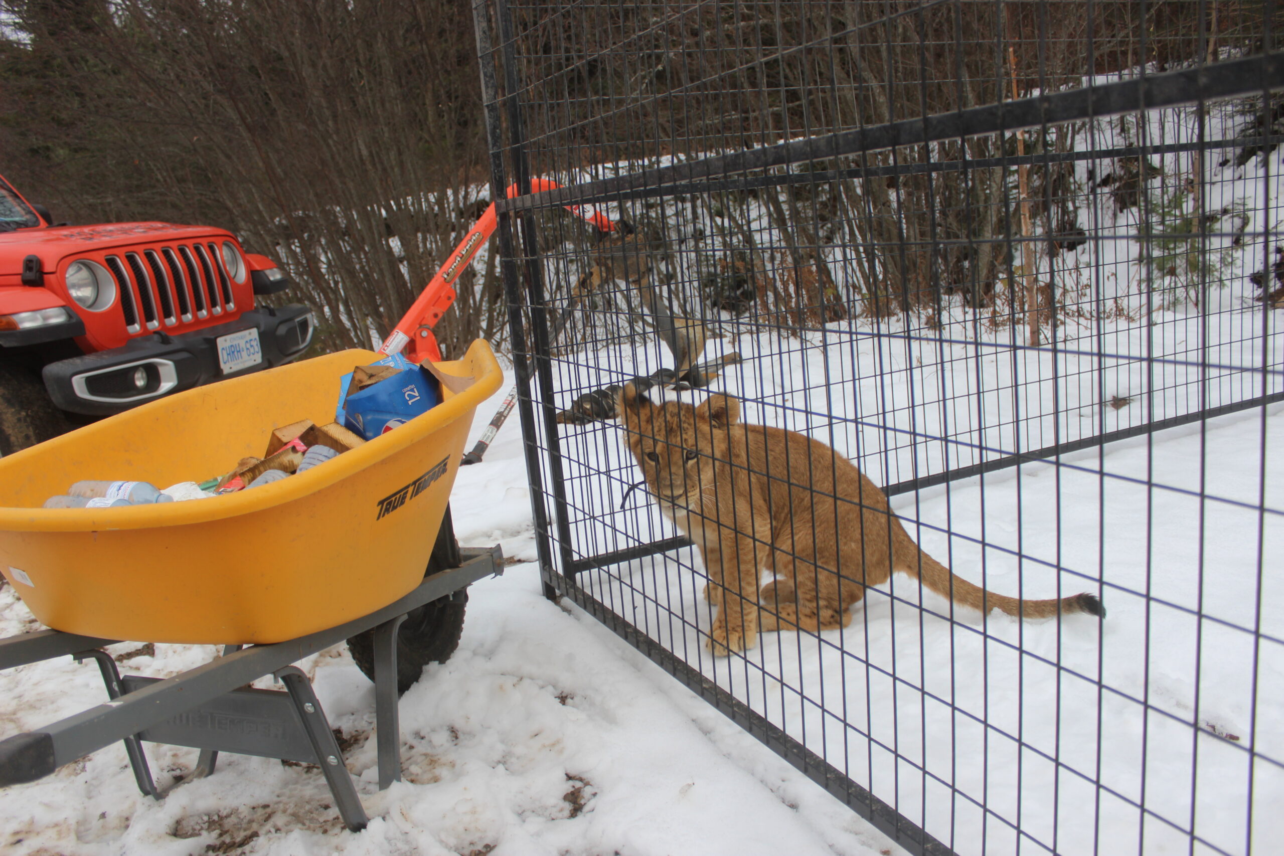 County offers HH support with developing exotic animal bylaw - Vimarsana News