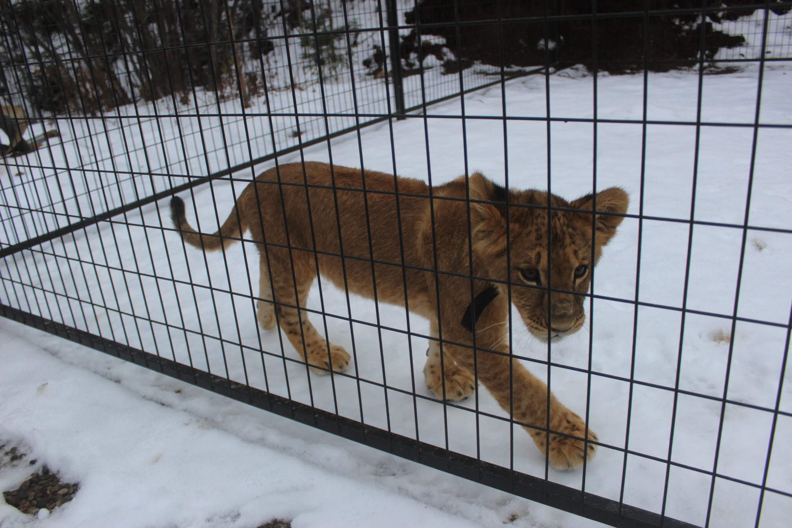 Big cat owners release recording of conversation with Mayor Bodnar - Vimarsana News